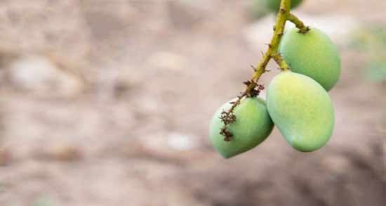 درخت چغاله بادام ؛ آشنایی کامل با درخت چغاله بادام