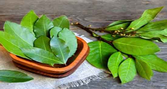 دمنوش برگ بو برای لاغری ایا دمنوش برگ بو برای لاغری شکم مفید است