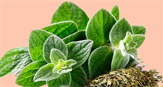 دمنوش پونه در بارداری نی نی سایت خاصیت دمنوش پونه برای زنان باردار