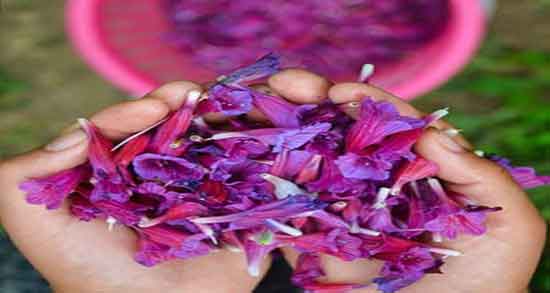 دمنوش گل گاوزبان برای کودکان ؛ آیا کودکان می توانند دمنوش گل گاوزبان مصرف کنند؟