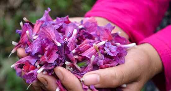 دمنوش گل گاوزبان و بهارنارنج ؛ آشنایی با خاصیت مصرف دمنوش گل گاوزبان و بهارنارنج برای سلامت بدن