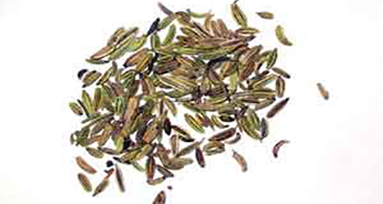 رازیانه در احادیث ؛ خاصیت دمنوش رازیانه از نظر طب اسلامی چیست