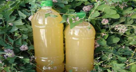 رنگ ابغوره تازه ؛ مشخصات ابغوره تازه چگونه است؟