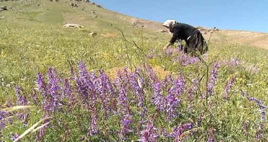 روش نگهداری چای کوهی ؛ نحوه صحیح نگهداری از چای کوهی برای مدت طولانی