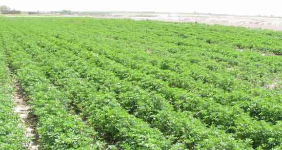 روش چیدن سبزی جعفری و نحوه صحیح چیدن سبزی جعفری روش چیدن سبزی جعفری ؛ نحوه صحیح چیدن سبزی جعفری