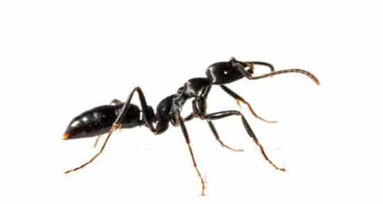 روغن مورچه برای ناحیه تناسلی ؛ از بین بردن موهای ناحیه تناسلی با مصرف روغن مورچه