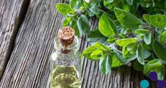 روغن پونه برای تنفس ؛ ایا روغن پونه برای درمان تنگی نفس مفید است