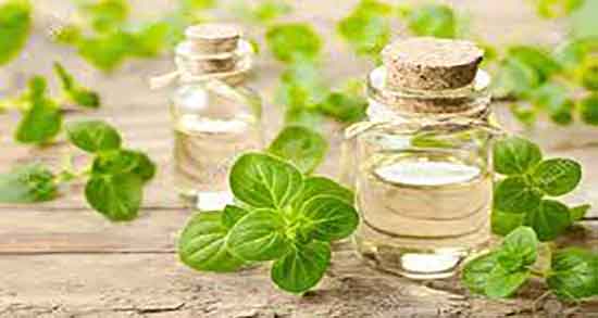 روغن پونه برای ریه و خاصیت خوردن روغن پونه برای درمان عفونت ریه روغن پونه برای ریه ؛ خاصیت خوردن روغن پونه برای درمان عفونت ریه