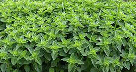 روغن پونه برای کرونا ؛ خاصیت مصرف روغن پونه برای درمان بیماری کرونا