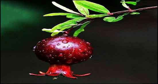 رژیم انار دکتر خیراندیش ؛ تاثیر رژیم انار برای کاهش وزن شکم و پهلو چقدره