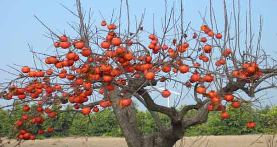 زمان آبیاری درختان خرمالو ؛ روش صحیح آبیاری و نگهداری درختان خرمالو