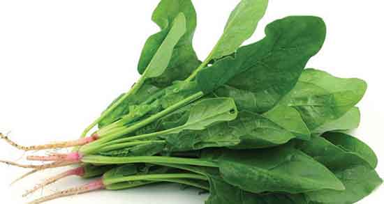 زمان نگهداری اسفناج پخته در یخچال ؛ اسفناج پخته را چند روز نگه داریم