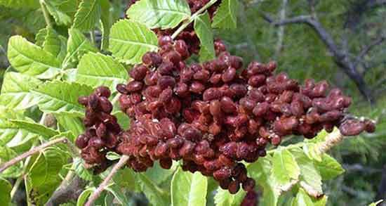 سماق برای حالت تهوع ؛ فواید مصرف سماق برای درمان حالت تهوع