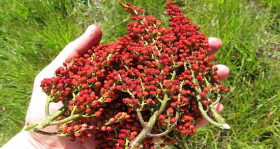 سماق نکوبیده برای کبد چرب ؛ خواص و مضرات خوردن سماق نکوبیده برای کبد چرب