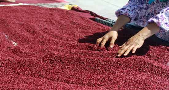 سماق و روده ؛ خواص و مضرات استفاده از سماق برای بیماری روده