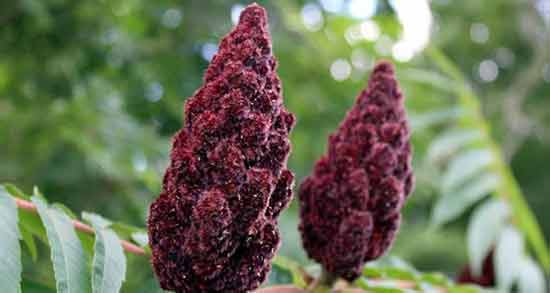 سماق و کلیه ؛ خواص و مضرات استفاده از سماق برای کلیه