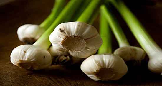 سیر برای تب و لرز ؛ ایا استفاده از سیر برای کنترل تب و لرز مفید است