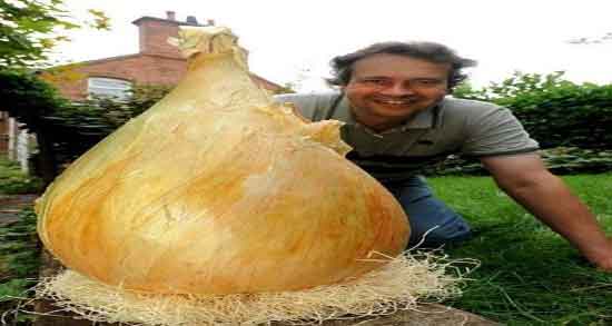 سیر برای درمان خار پاشنه ایا مصرف سیر برای درمان خار پاشنه مفید است
