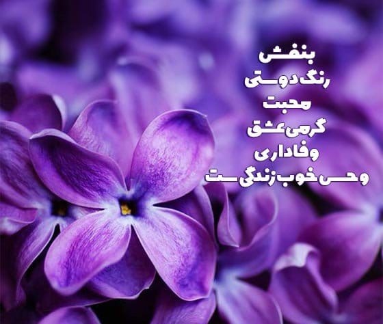 شعر و متن درباره رنگ بنفش ( جملات جالب و احساسی درباره بنفش )