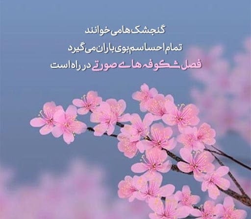 شعر و متن درباره رنگ صورتی ( جملات جالب در مورد رنگ صورتی )
