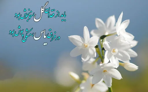 شعر گل یاس؛ اشعار احساسی زیبا با واژه گل یاس با تک بیتی و شعر بلند