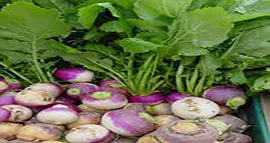 شلغم برای سرفه ؛ درمان سرفه شدید کودکان با استفاده از شلغم پخته
