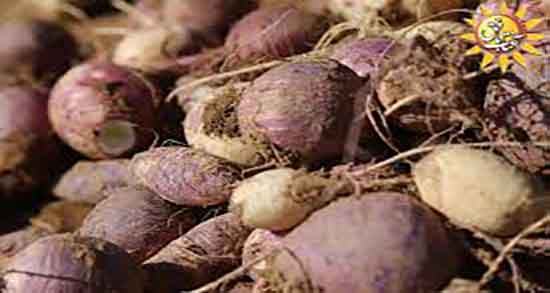شلغم برای نوزاد از چند ماهگی ؛ از چه سنی میتوان به نوزادان شلغم داد