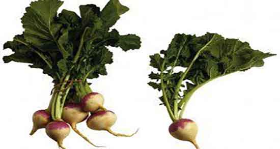 شلغم و عسل برای سرفه ؛ ایا مصرف شلغم و عسل برای سرماخوردگی خوبه