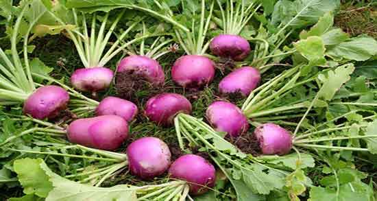 شلغم و لبو قند دارد ؛ ایا مصرف شلغم و لبو برای افراد دیابتی مفید است