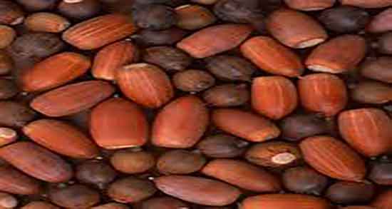 شکل ظاهری درخت بلوط تصویر درخت بلوط در نی نی سایت + شکل بلوط