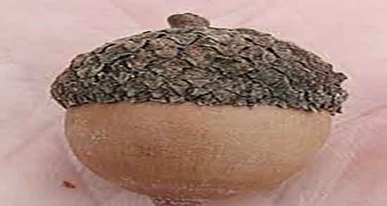 شکل میوه بلوط تصویر میوه بلوط چگونه است + عکس میوه بلوط در گوگل