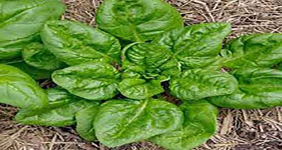 صبحانه رژیمی با اسفناج و ایا مصرف اسفناج در صبح برای لاغری مفید است صبحانه رژیمی با اسفناج ؛ ایا مصرف اسفناج در صبح برای لاغری مفید است