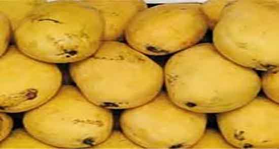 طبع انبه چیست ؛ ایا طبع انبه از نظر طب سنتی برای بدن گرم است یا سرد