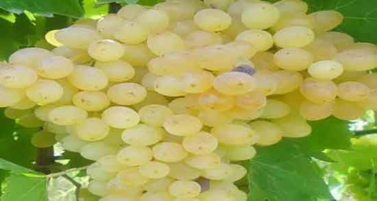طبع انگور سفید ؛ آشنایی با خواص درمانی و طبع انگور سفید