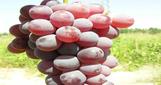 طبع انگور کندری ؛ آشنایی با خواص درمانی و طبع انگور کندری