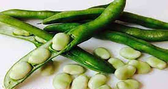 طبع باقلا قاتق ایا طبع باقالا قاتق شمالی برای بدن انسان سرد است