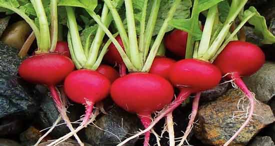 طبع تربچه نقلی و آشنایی با خواص درمانی و طبع تربچه نقلی طبع تربچه نقلی ؛ آشنایی با خواص درمانی و طبع تربچه نقلی