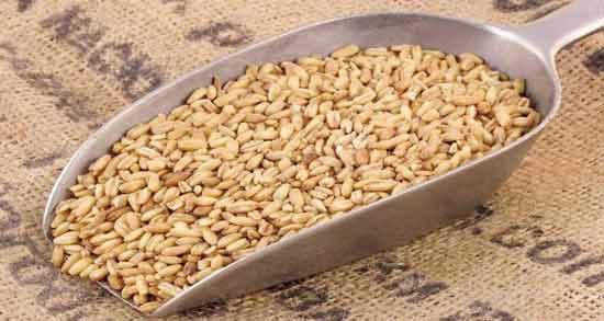 طبع جو دوسر در طب سنتی ؛ آشنایی با خواص و طبع جو دوسر از نظر طب سنتی