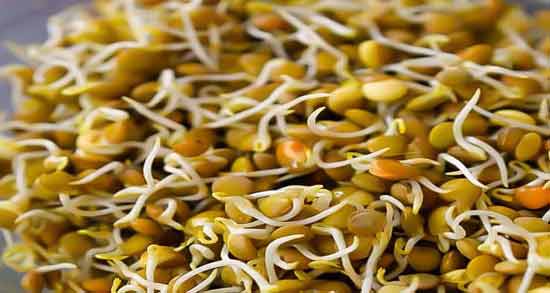 طبع جوانه عدس چیست ؛ طبیعت جوانه عدس چگونه است