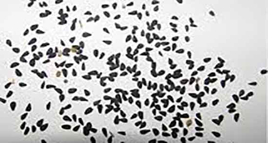 طبع سیاه دانه از نظر طب سنتی ؛ طبع روغن سیاه دانه از نظر طب سنتی