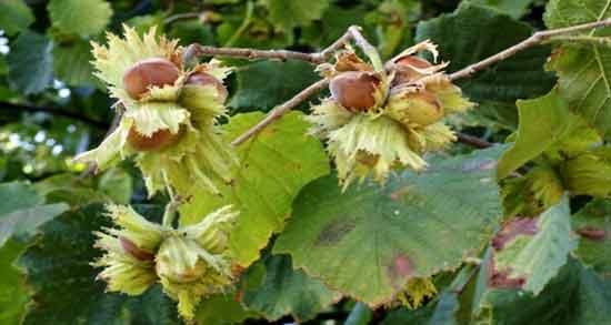 طبع گل فندق ؛ آشنایی با خواص درمانی و طبع گل فندق