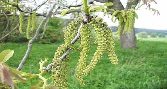 طبع گل فندق چیست ؛ همه چیز درباره خواص و طبع گل فندق