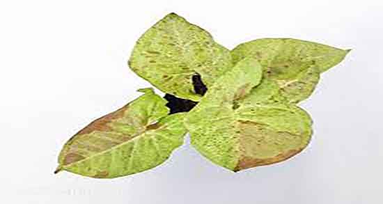 طبع گیاه پولک ایا طبع گیاه پولک از نظر طب سنتی برای بدن مفید است