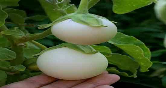 طرز استفاده از بادمجان سفید ؛ دستور استفاده از بادمجان سفید برای غذا