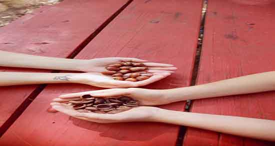 طرز استفاده بلوط دستور استفاده از بلوط خام برای درمان یبوست شدید