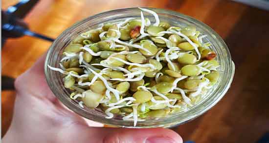 طرز تهیه جوانه عدس برای عروس هلندی ؛ آموزش درست کردن جوانه عدس برای خوراک عروس هلندی