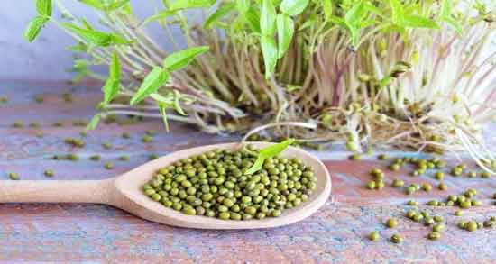طرز تهیه جوانه عدس در بطری ؛ آموزش درست کردن جوانه عدس در بطری