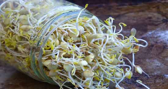 طرز تهیه جوانه گندم برای چاقی صورت ؛ استفاده از جوانه گندم برای چاق شدن صورت