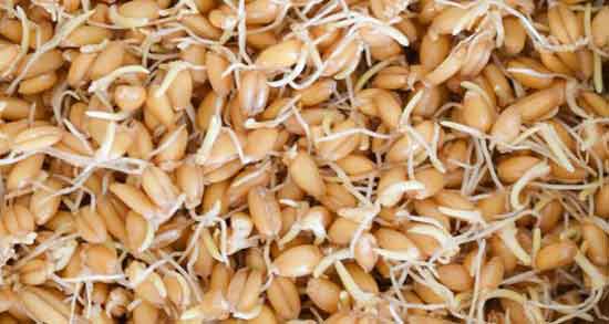 طرز تهیه جوانه گندم خشک ؛ آموزش درست کردن جوانه گندم خشک