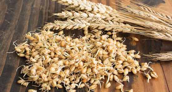 طرز تهیه جوانه گندم نی نی سایت ؛ روشی ساده برای درست کردن جوانه گندم